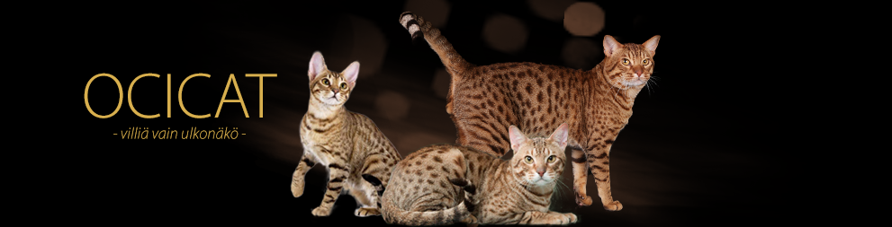 Ocicat ry