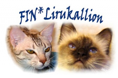 https://www.ocicat.fi/vanha/kuvat/1235849224lirukallion2.jpg